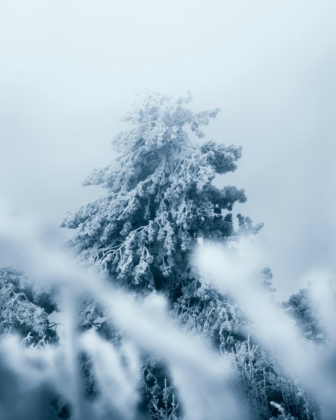 Snowy Pine Forest Wallpaper