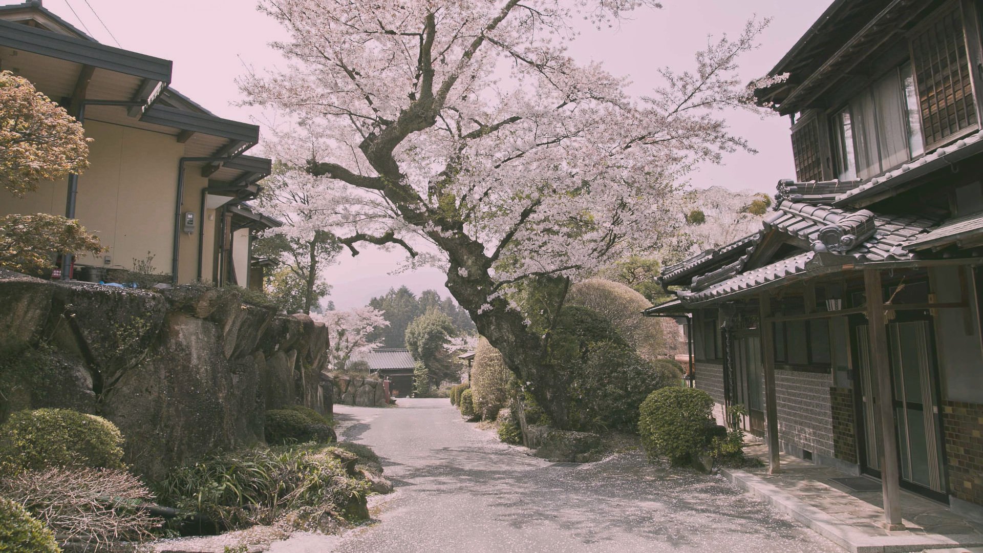 Cherry Blossom Village Road Wallpaper