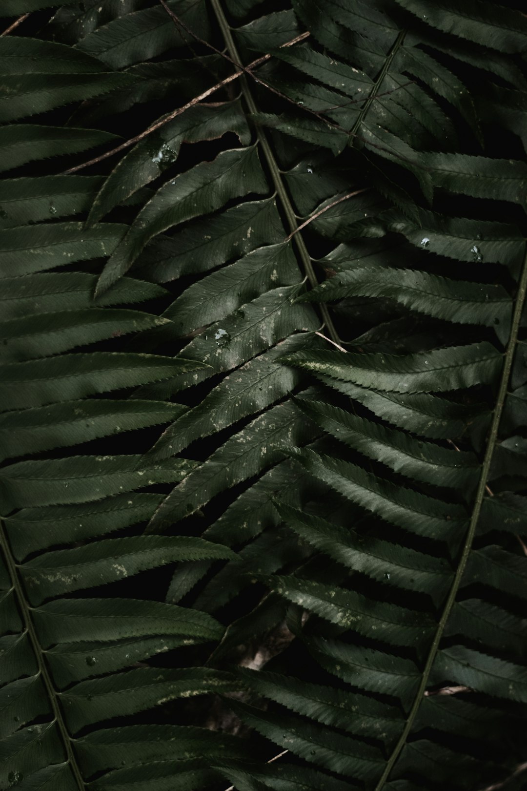 Green Foliage Leaves Wallpaper