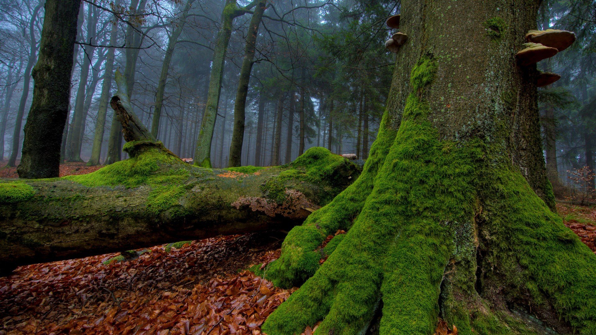 Forest Mossy Trunk Wallpaper