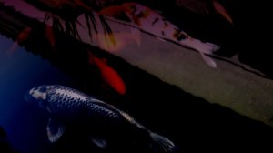 Editor's Choice - Koi Closeup in Low Light Wallpaper