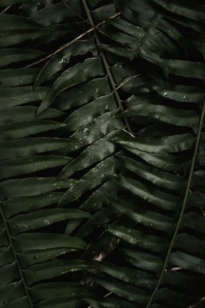 Editor's Choice - Green Foliage Leaves Wallpaper