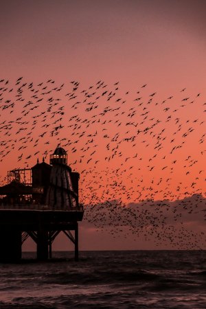 Editor's Choice - Sunset Murmuration Pier Wallpaper