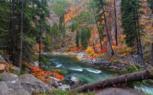 Community Photos - Autumn Forest Riverbank Wallpaper